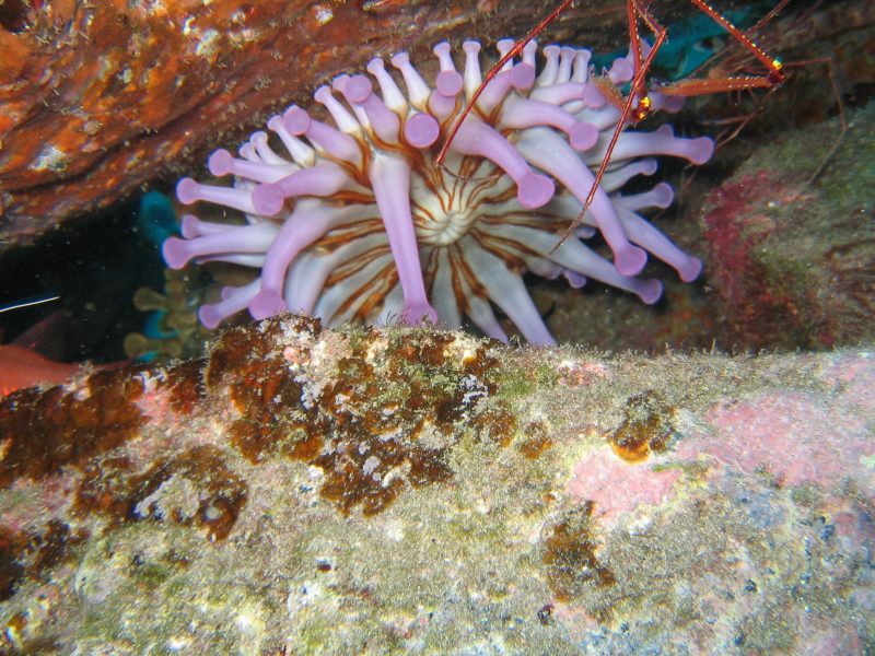 Anemone