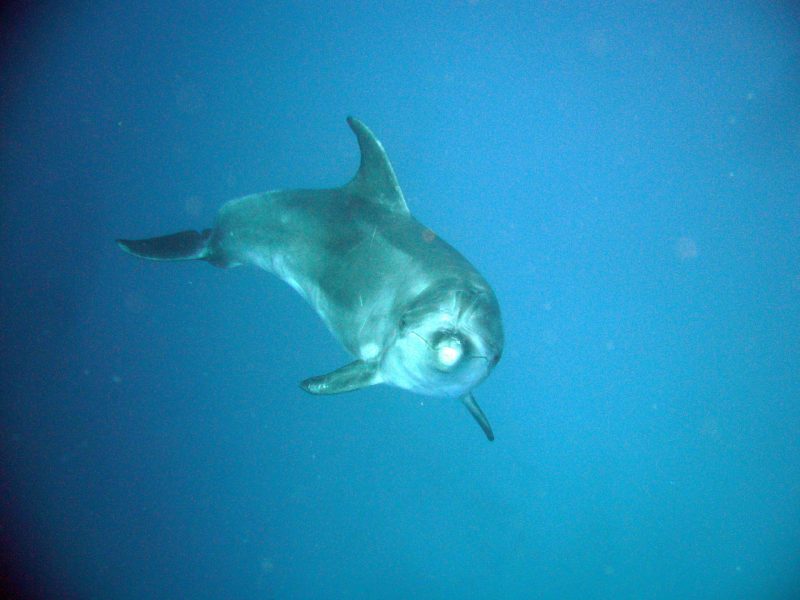 Delphine Tauchen Teneriffa 3